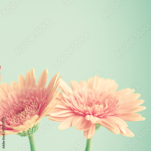 Canvas Print Pink flowers over mint background