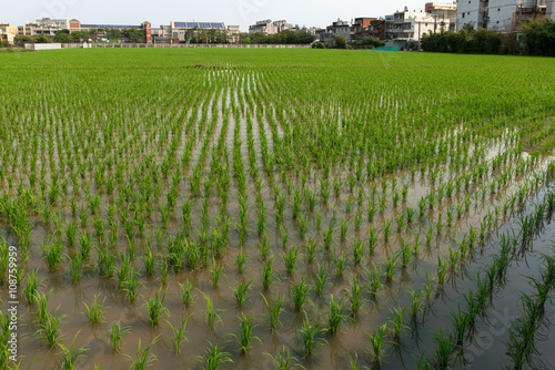 Rice field  in Taoyuan district, Taiwan April 2016