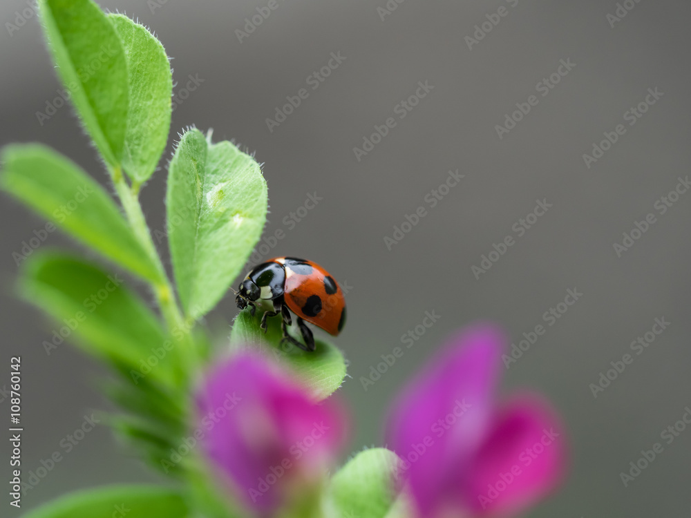 Fototapeta premium 七星天道虫