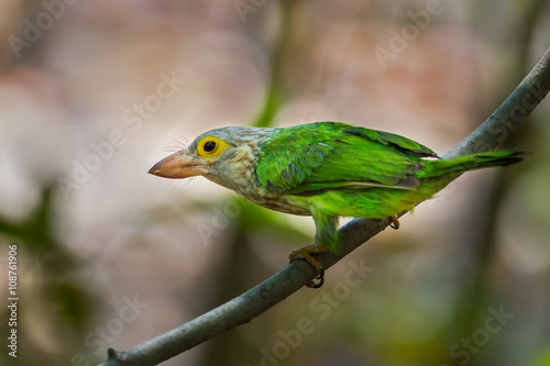 Close up of Lineated Barbet (Megalaima lineata ) on the branch