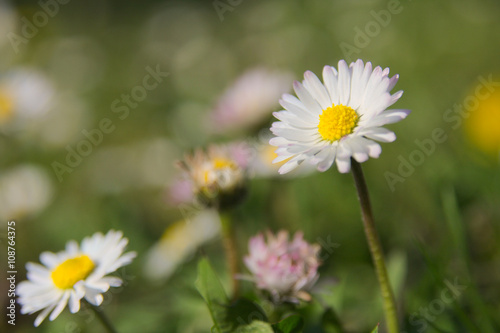 Daisy flower with a blank space for text