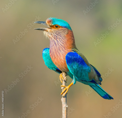 Resting Indian Roller In Jim Corbett national park, India photo