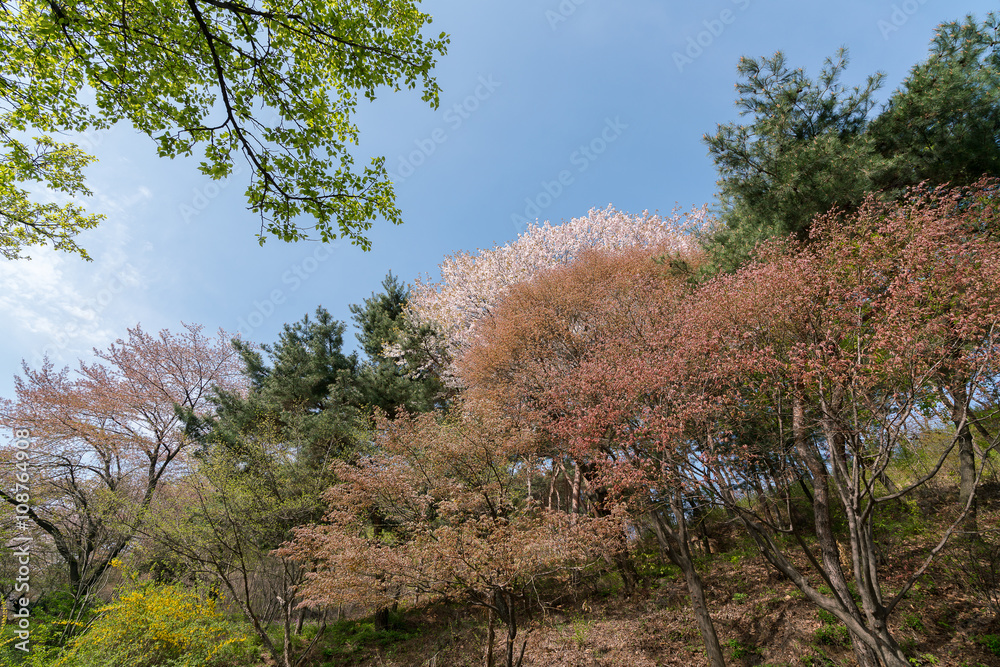 Obraz premium sakura