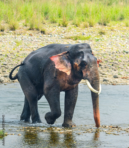male elephant drinking walking in river in Jim corbett National Park, India