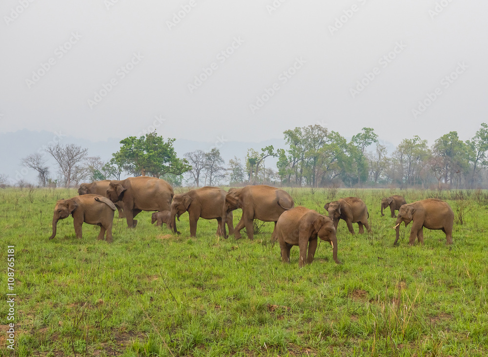 herd of asian Elephant Grazing in lush Green Grassland in Jiim Corbett national Park