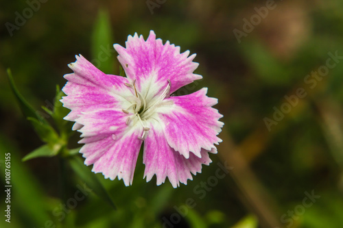 Dianthus chinensis  China Pink  Flowers in the garden