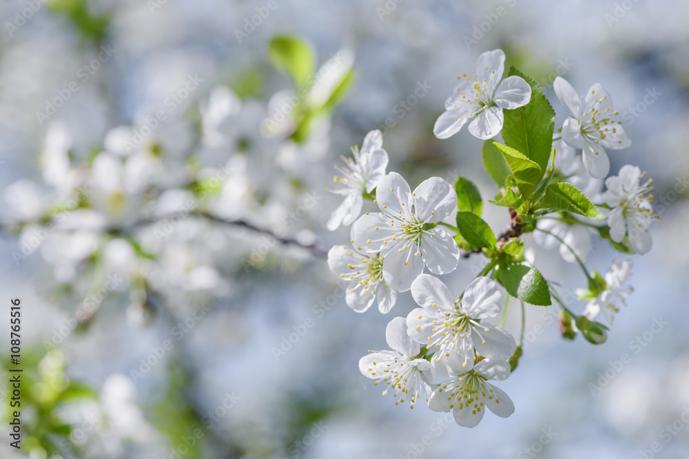 Cherry blossom branch Cherry blossom branch