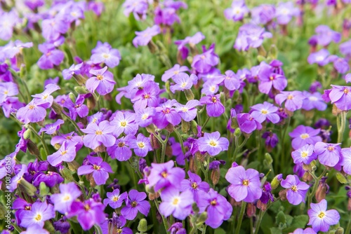 Close up of purple blossoms of Aubrieta flowers in a garden