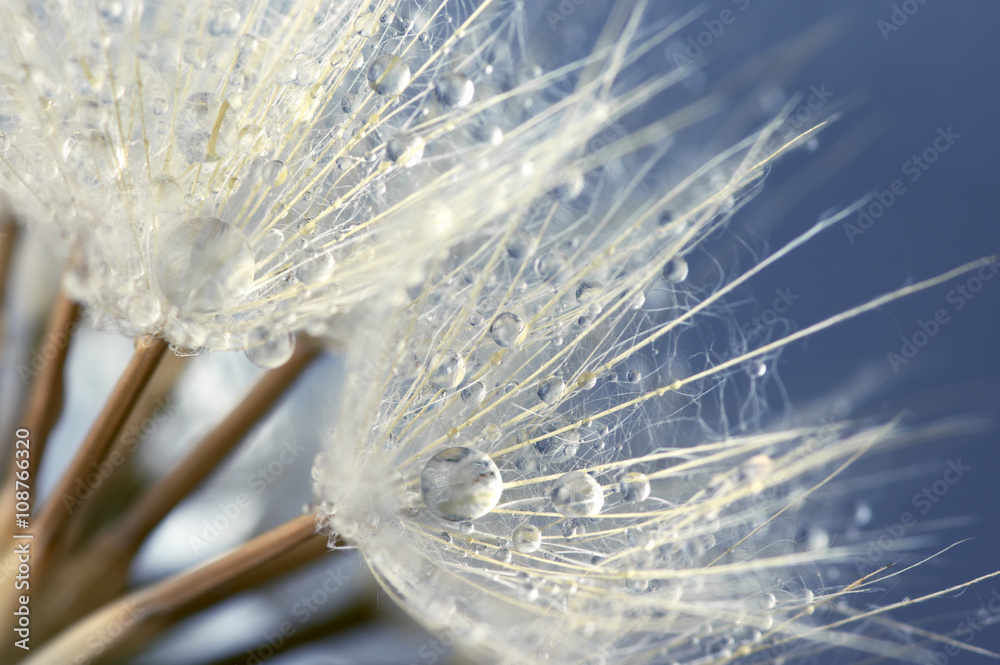 Obraz premium Close-up of dandelion with drops