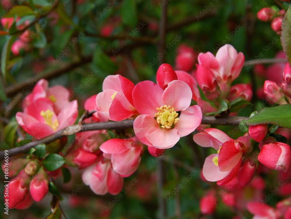Chaenomeles japonica in blossom