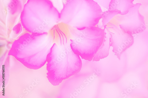 Fototapeta Naklejka Na Ścianę i Meble -  Closeup pink rose impala lily.  Mock Azalea flower