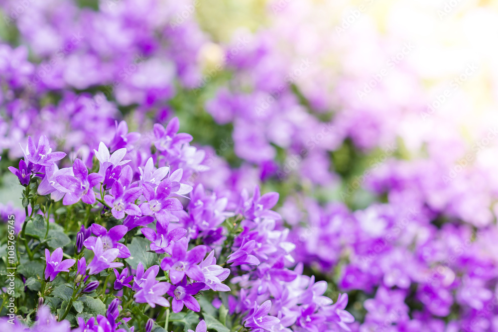 Beautiful spring background with campanula bouquet. Beautiful spring background with campanula bouquet.