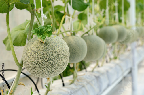 Cantaloupe melon growing in a greenhouse