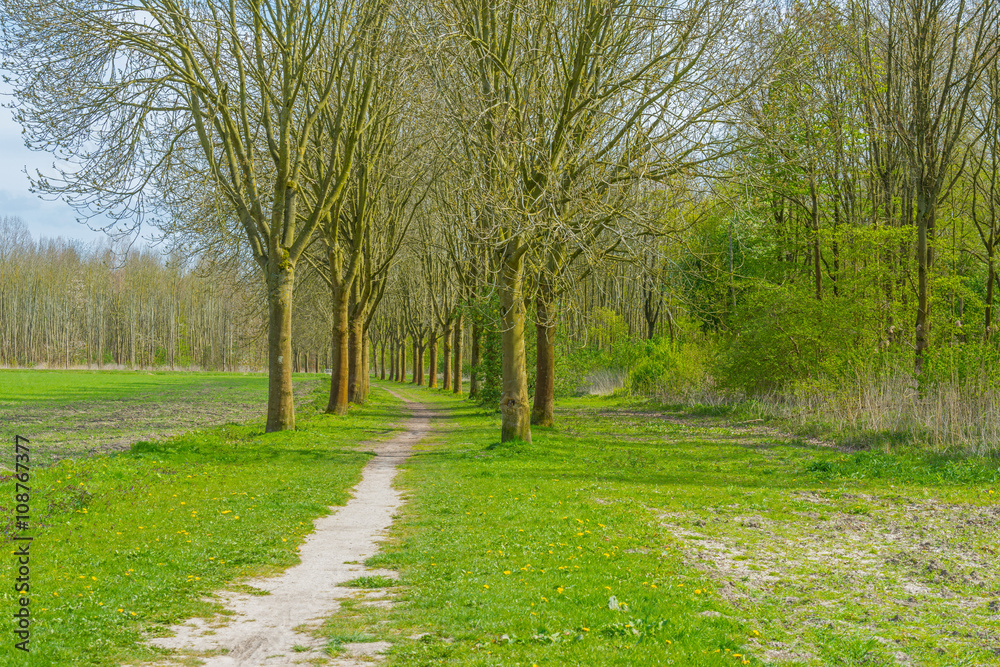 Double row of trees in spring