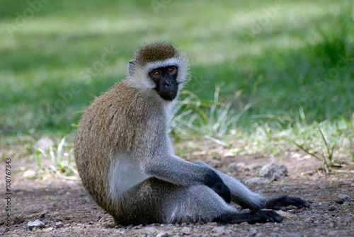 monkey sitting on the ground and looking at the photographer in the reserve Masai Mara Kenya Africa