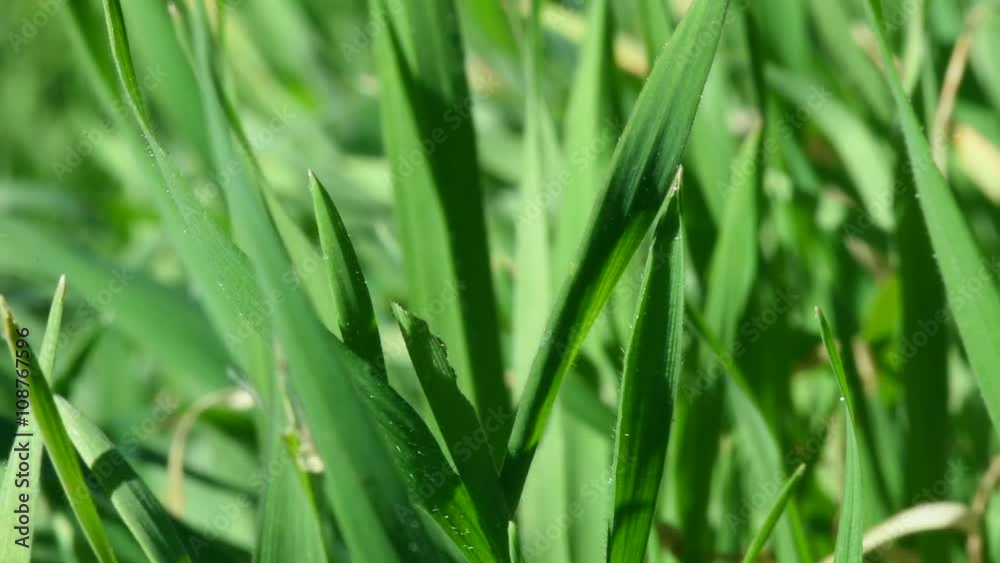 Still macro closeup of lush wild green grass quivering in breeze Still macro closeup of lush wild green grass quivering in breeze