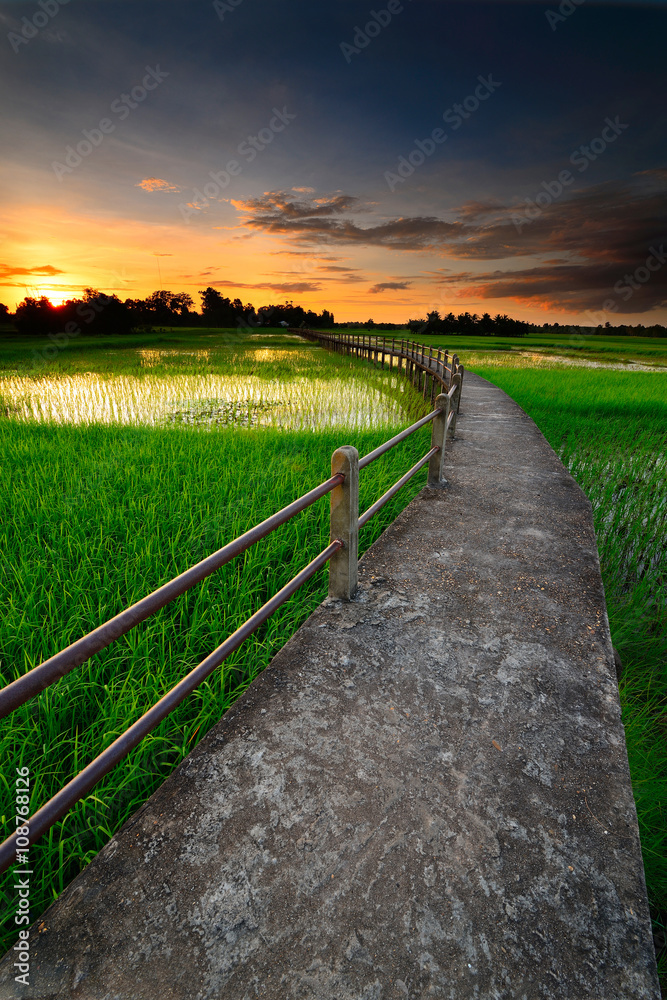 Fototapeta premium Bridge over the cornfield.