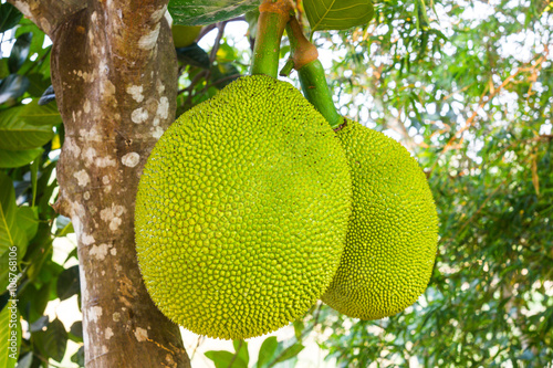 big jackfruit in thai garden