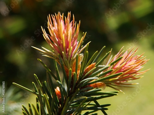 twig of spruce coniferous tree with blossom at spring