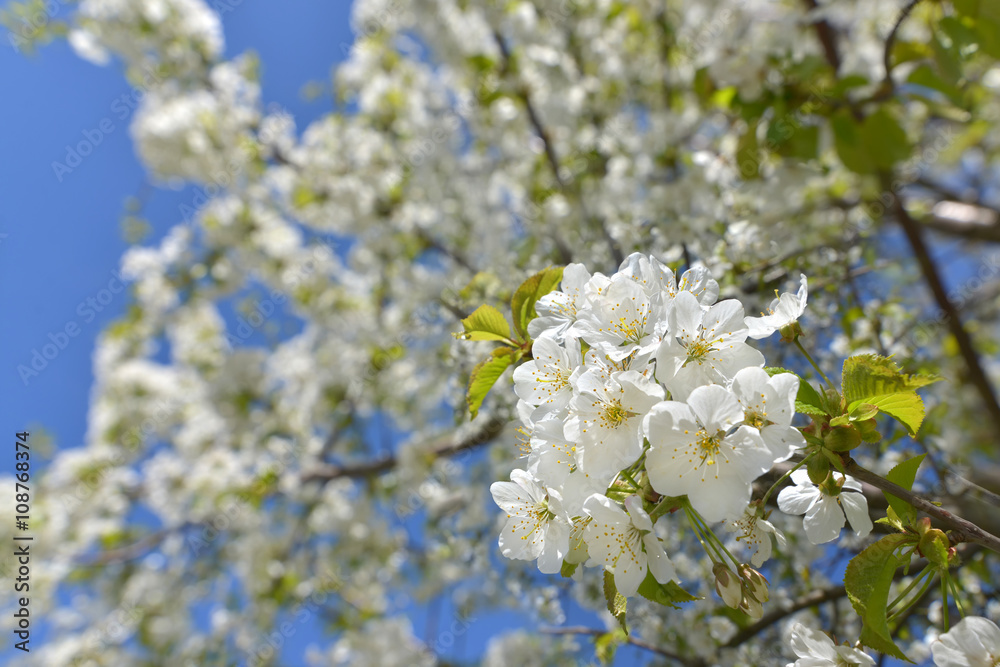 Kirschblüten