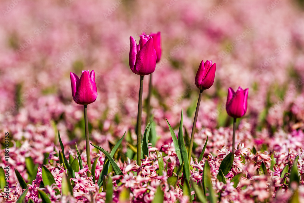 tulips with hyacinths