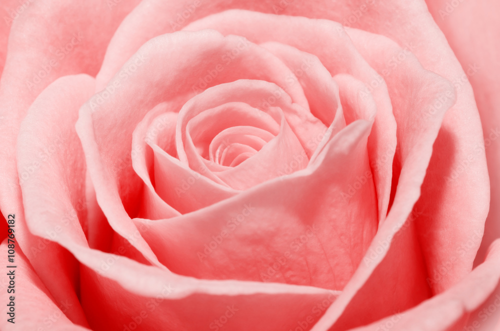 Close up macro of a pink rose