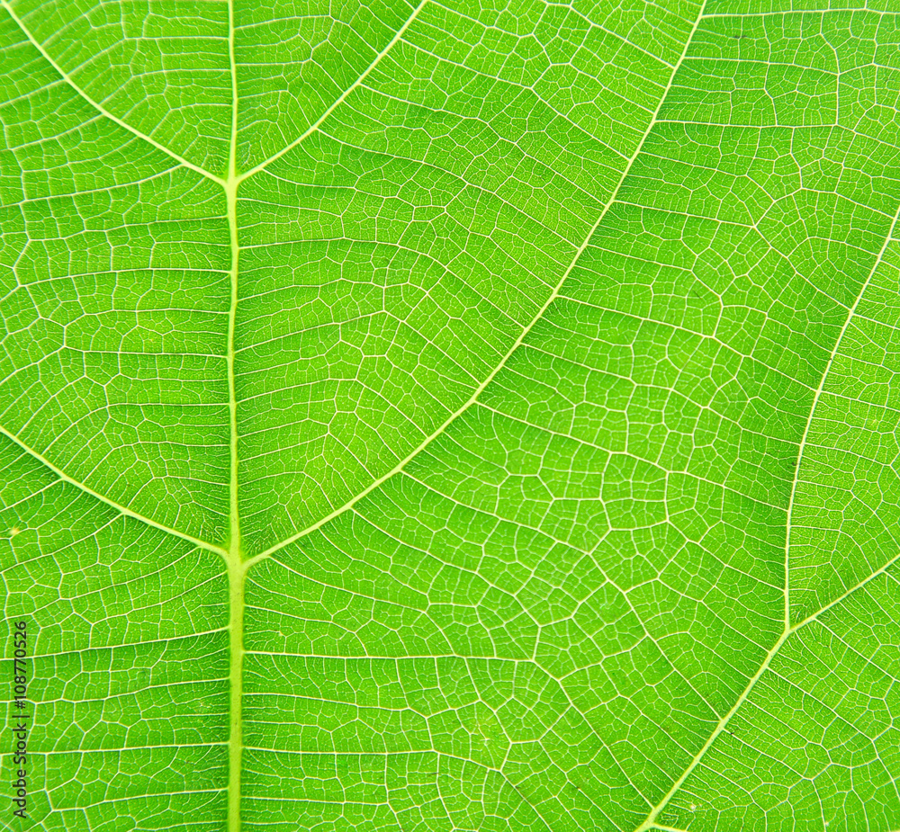 Texture background of fresh green leaf Texture background of fresh green leaf