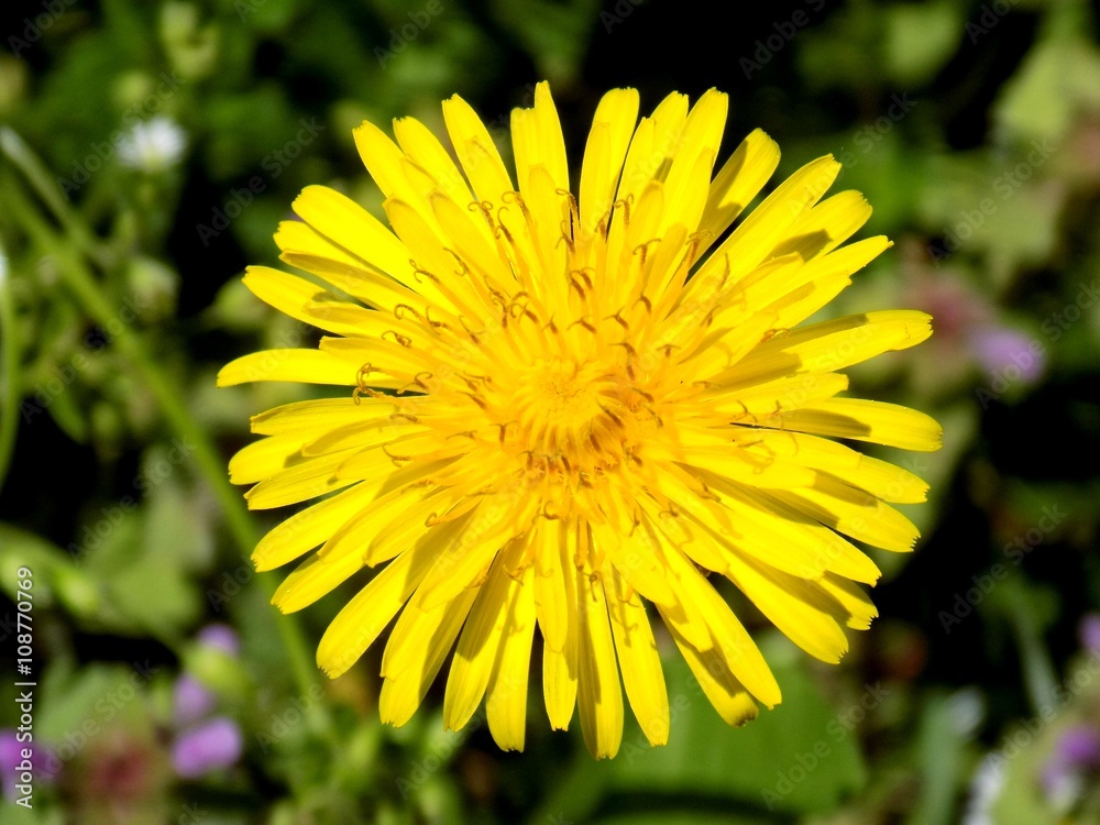 Dandelion on meadow in spring Dandelion on meadow in spring