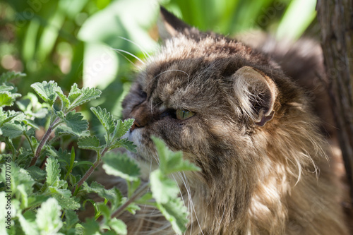 Fototapeta Naklejka Na Ścianę i Meble -  Katze in der Natur frisst Katzenminze (Nepeta cataria)