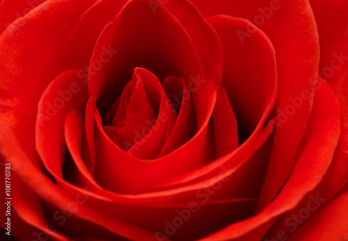 Close up macro of a red rose