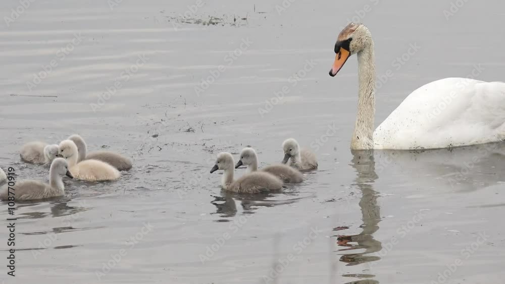 swan with cygnets swimming in the lake and search feed swan with cygnets swimming in the lake and search feed