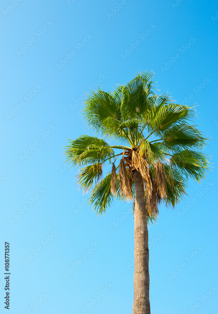 Fototapeta premium palm against the blue sky