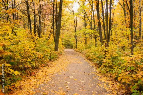 Pathway through the autumn forest