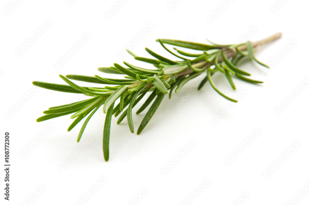 Twig of rosemary on a white background Twig of rosemary on a white background