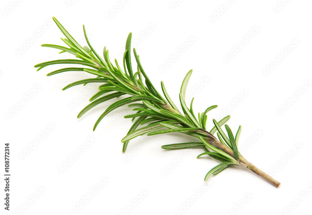 Fototapeta premium Twig of rosemary on a white background