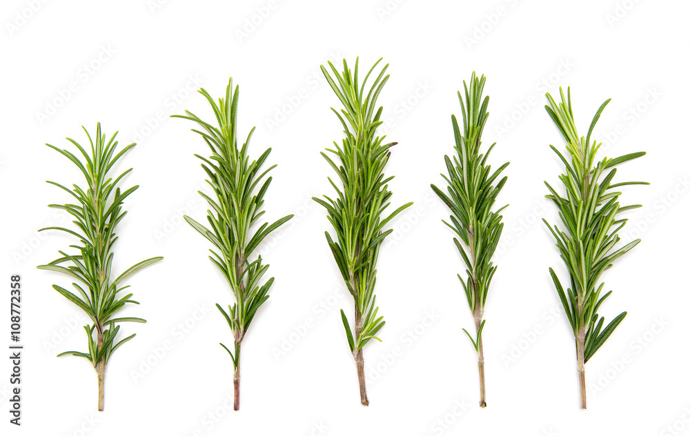 Fototapeta premium set of fresh rosemary on a white background