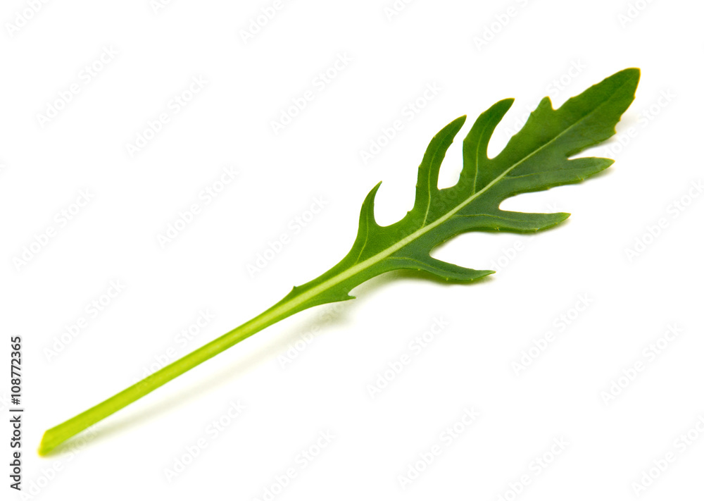 Green arugula leaf isolated on white