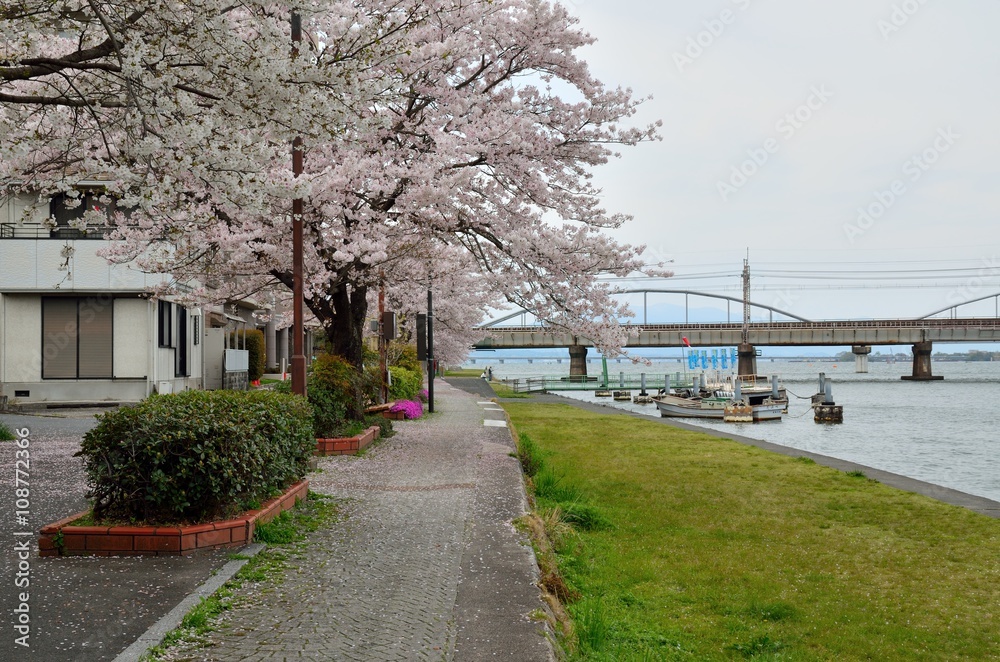 瀬田川沿いの桜