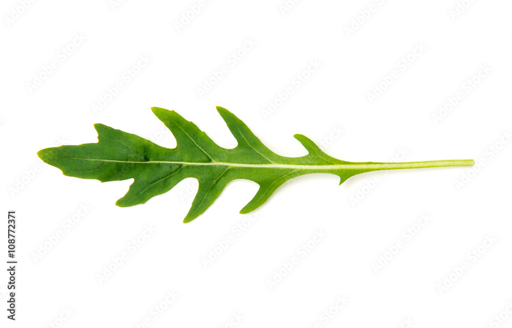 Green arugula leaf isolated on white Green arugula leaf isolated on white