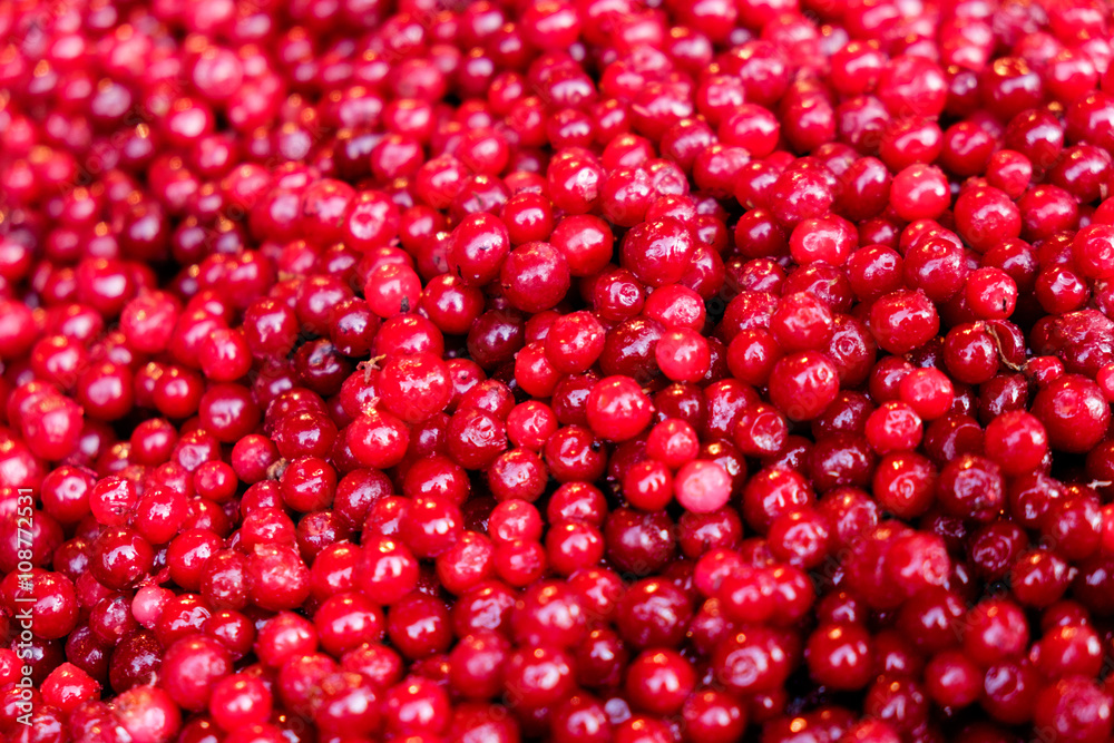Frozen cranberries Frozen cranberries