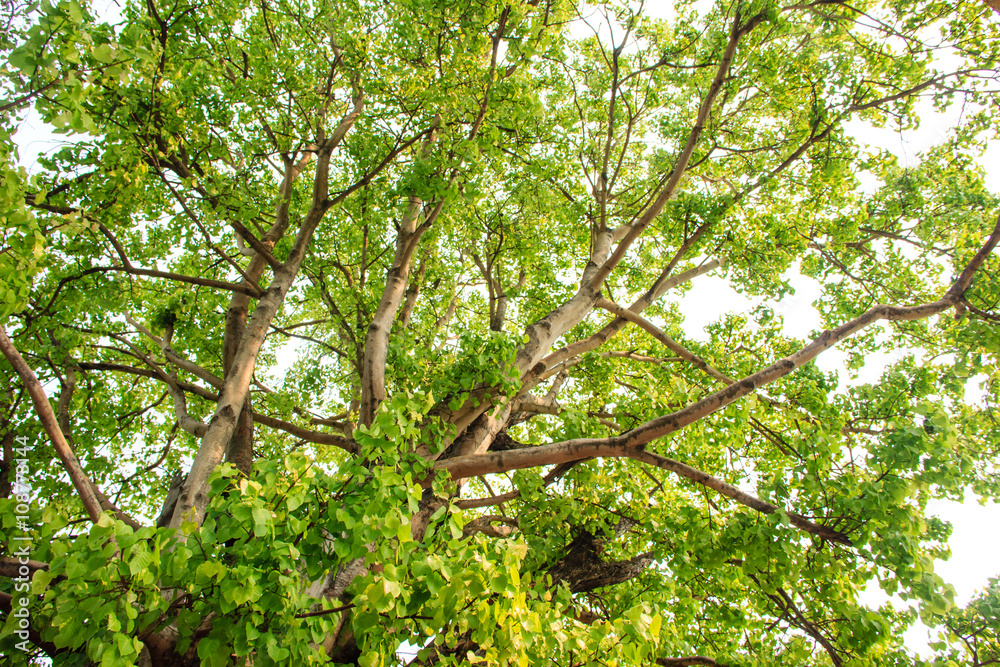 Fototapeta premium Green tree in forest