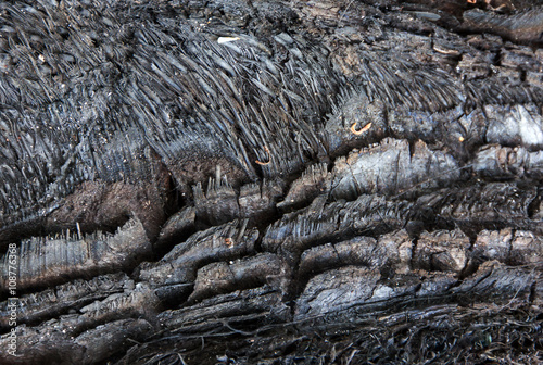 Bilde på lerret charcoal made from wood burning