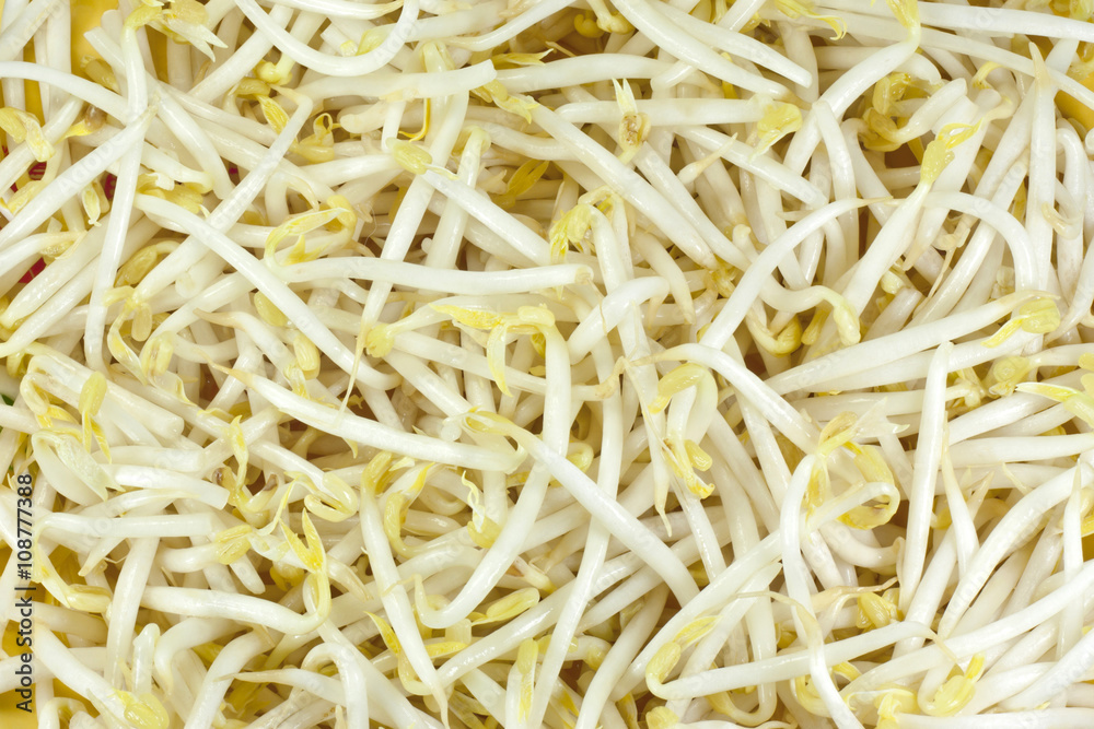 bean sprouts background