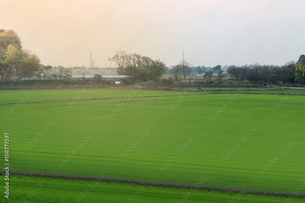 The rice fields with flare sunlight background The rice fields with flare sunlight background