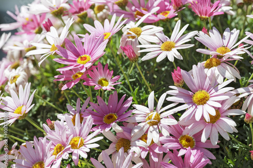 beautiful white and pink daisies © lom742