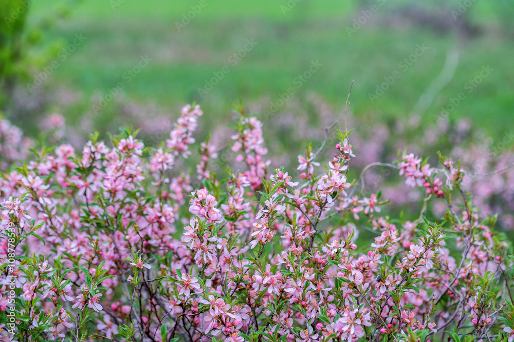 Fototapeta premium Dwarf Russian almond