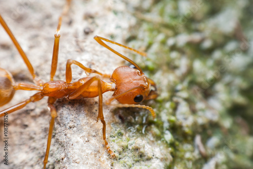 Red ant is drinking water.