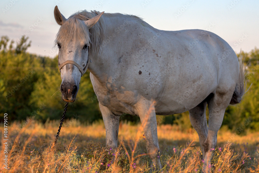 Obraz premium Mare in rural landscape