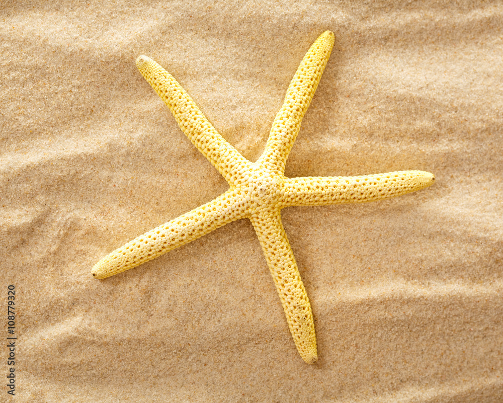Decorative fingerfish on the sand Decorative fingerfish on the sand