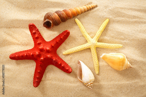 Fingerfish, seastar and seashells in sand